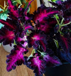 Black Dragon Coleus Seeds, Indoor Shade Plant CC0120P
