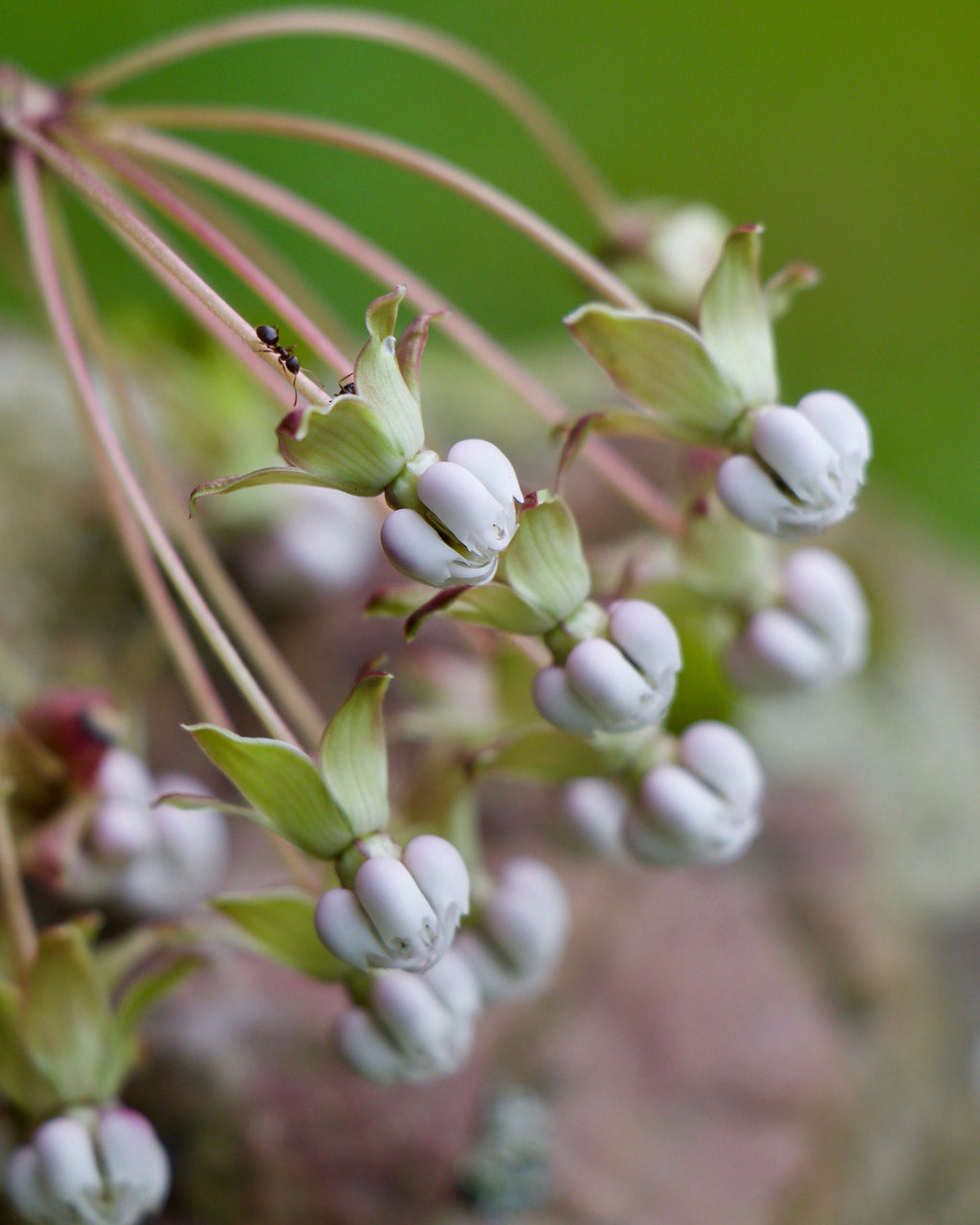10 Poke Milkweed Seeds, COLD CLIMATE ONLY, Perennial zones 4-7, Asclepias Exaltata  MW0810