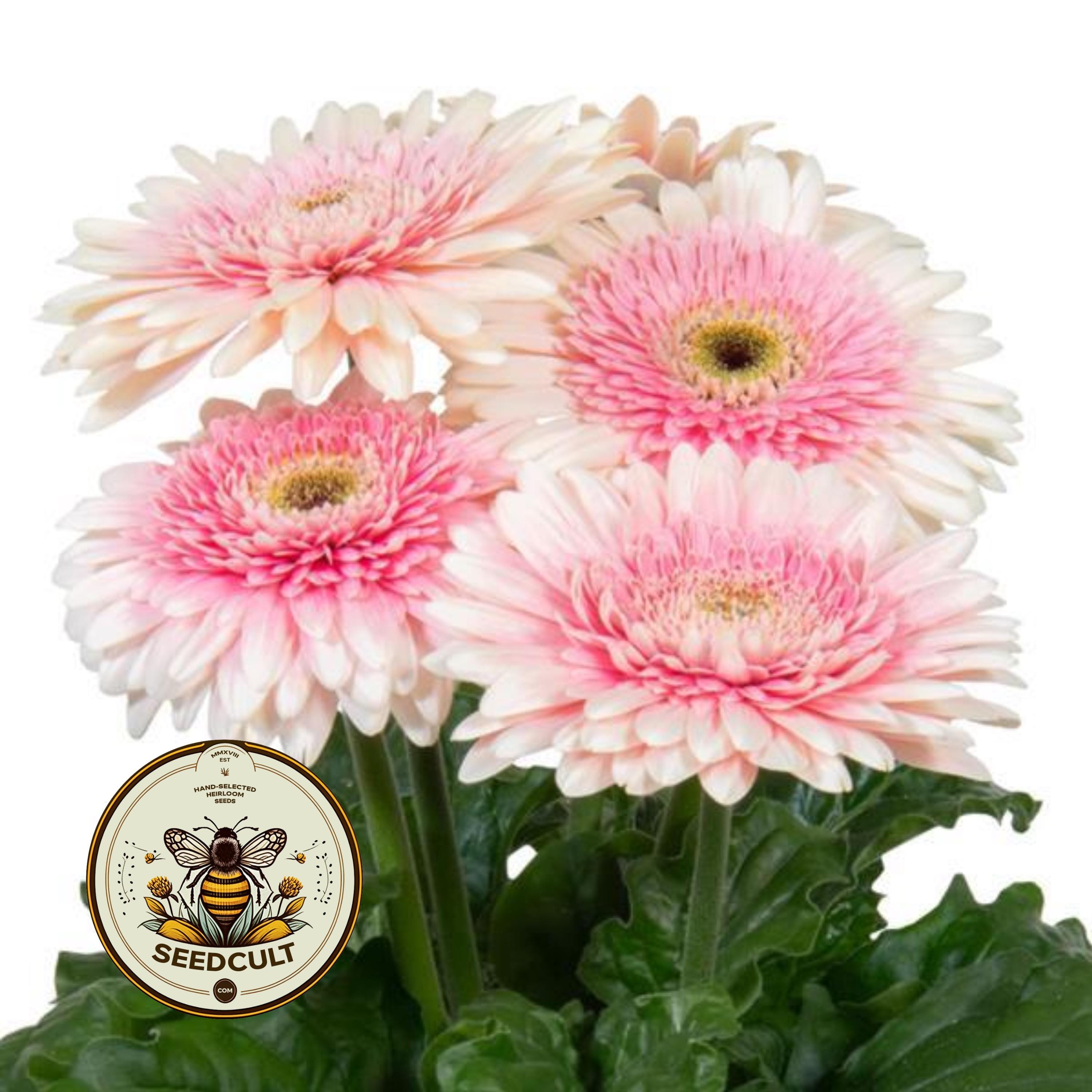NEW! 5 Double Milkshake Joybera Gerbera Daisy Seeds, Gerbera Jamesonii GE1105