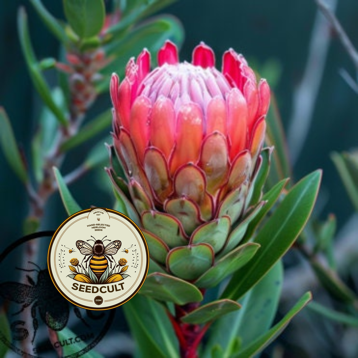 Jester Protea / Protea obtusifolia