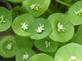 NEW! Native Miner's Lettuce Seeds, Edible Indian Lettuce, Winter Purslane, Claytonia Perfoliata, CL901C