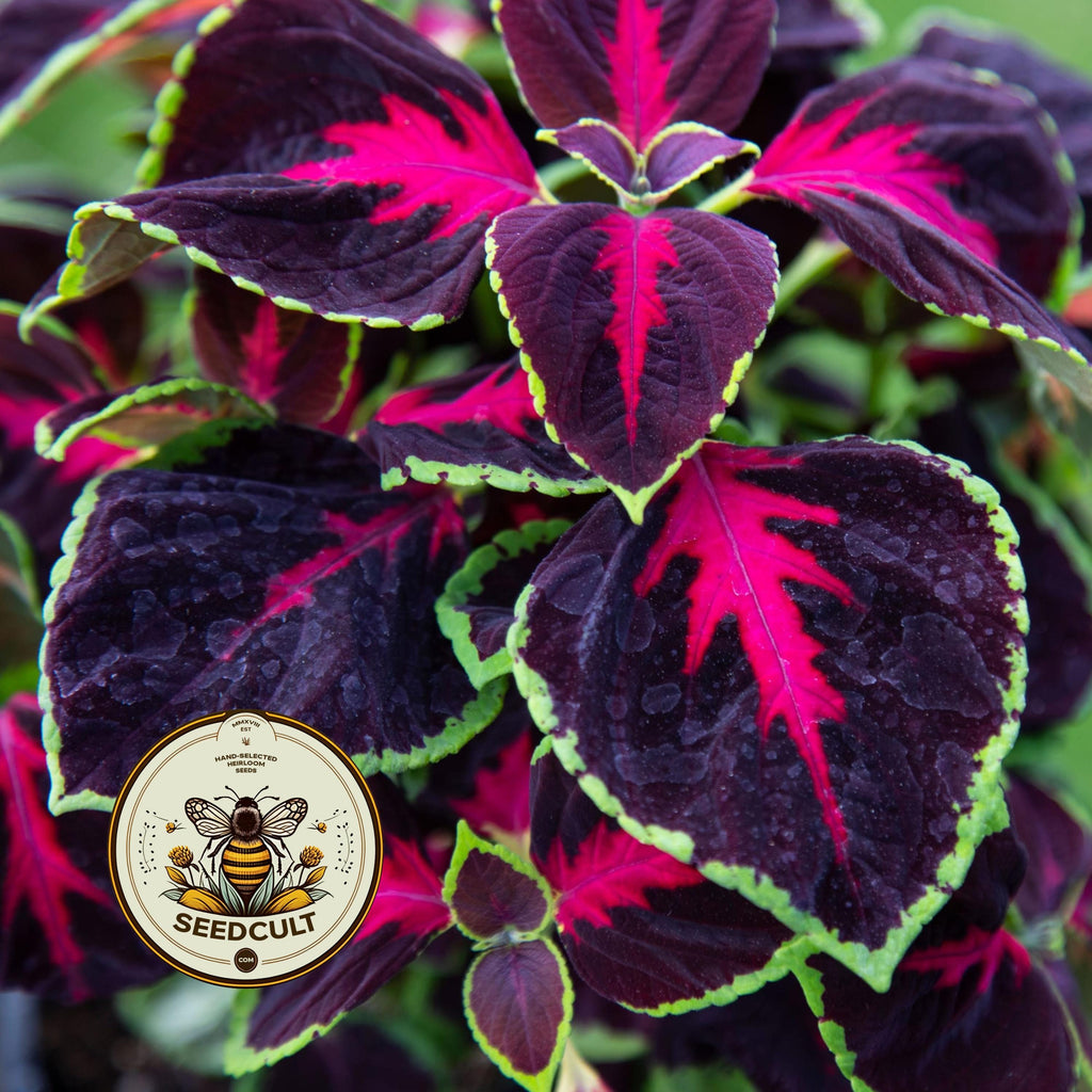 NEW! Chocolate Rose Mesmerize Coleus Seeds, Indoor, Outdoor, Coleus for Sun or Shade Plant CC2010P