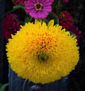 Teddy Bear Sunflower Seeds, Helianthus Annuum HA1840