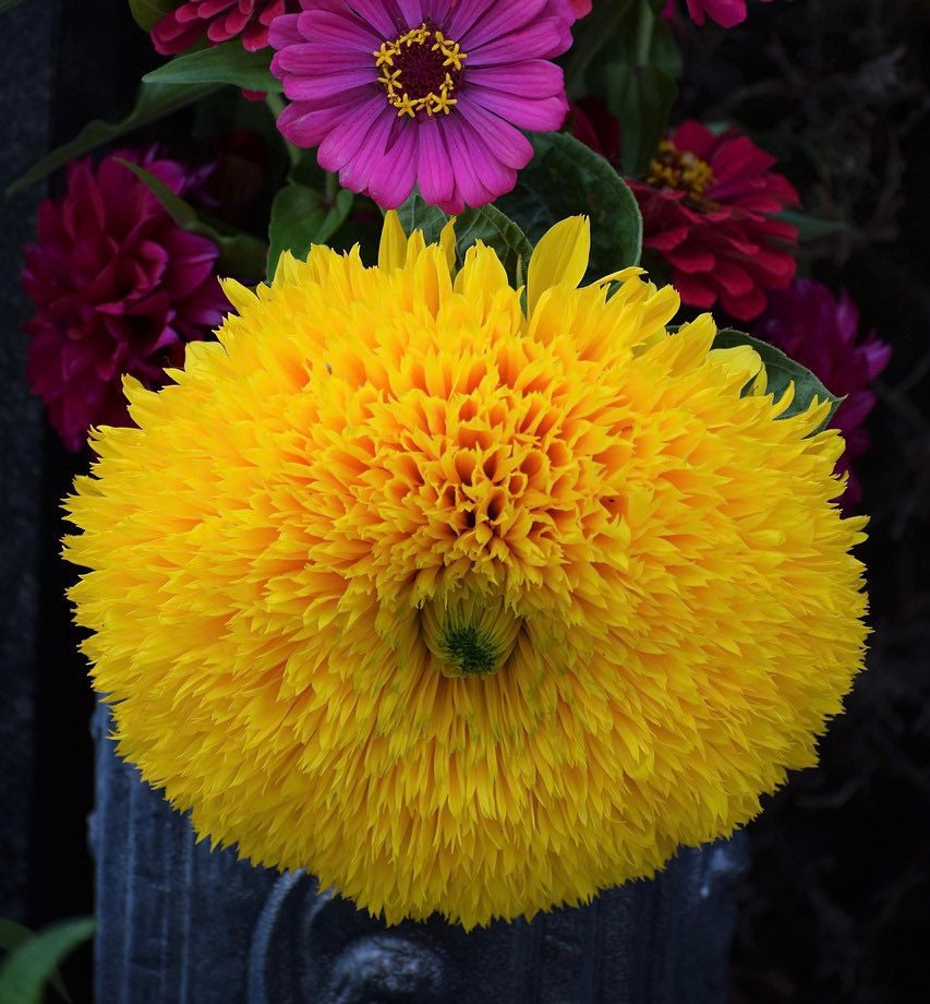 Teddy Bear Sunflower Seeds, Helianthus Annuum HA1840