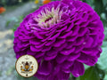 Benarys Giant Purple Zinnia Seeds, Largest Giant Zinnias, Zinnia Elegans ZE2225