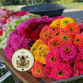 GLOWSTICK Zinnia Seeds, SeedCult Exclusive, Fluorescent Neon Colors, ZE5325