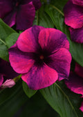 Black Cherry Tattoo Vinca Seeds, Periwinkle, Catharanthus Roseus, Madagascar Periwinkle, VN1210