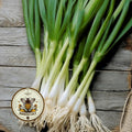 Welsh Onion Seeds, Food Forest, Perennial Vegetables, White Bunching Onion, Allium Fistulosum, AL441C