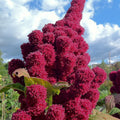 Bulk Enormous Elephant Head Amaranth Seeds, Ancient Grain, Hot Climate, Very nutritious grain, Amaranthus Gangeticus AM021C