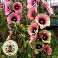 Apricot Halo Hollyhock Seeds, Alcea Rosea AL8510