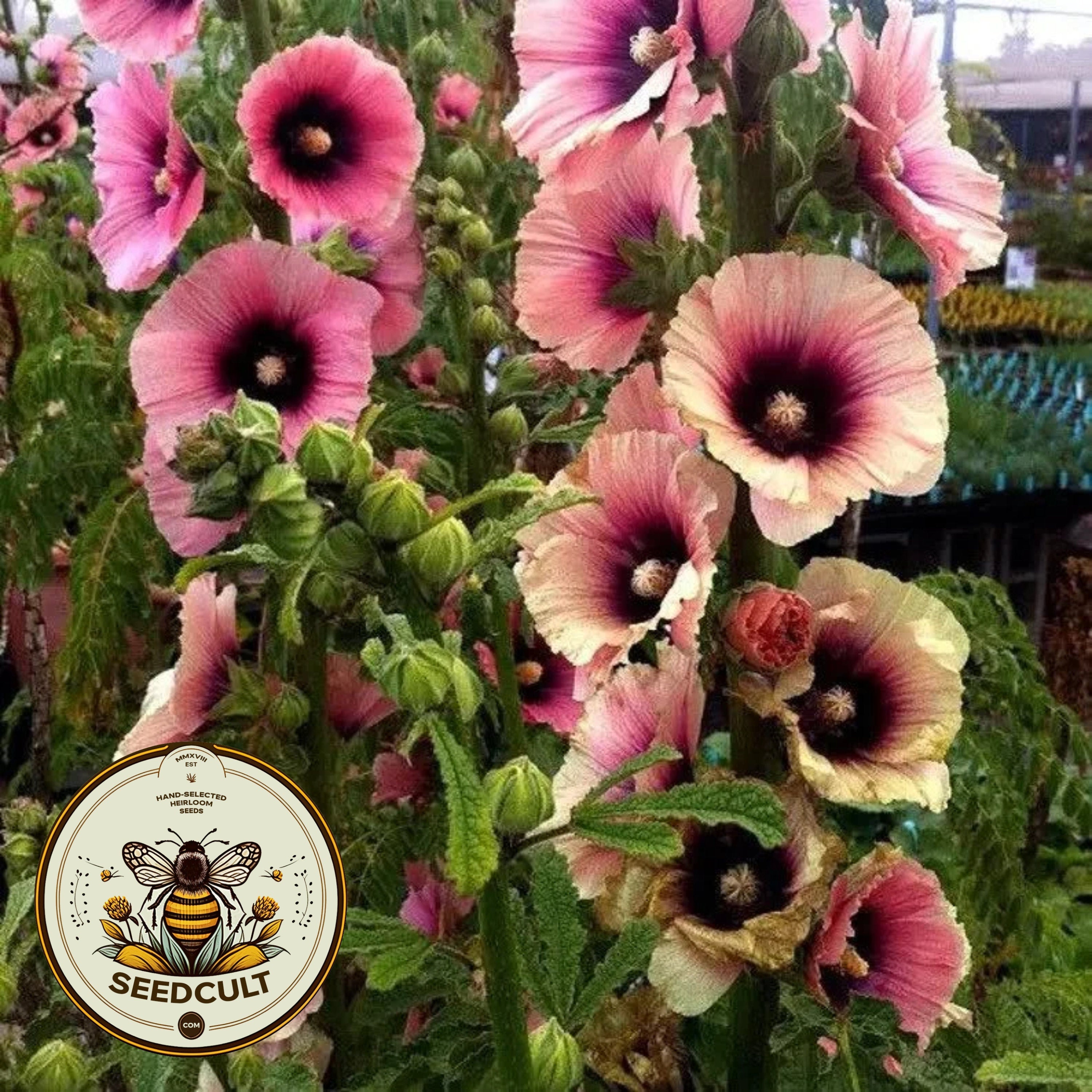 Apricot Halo Hollyhock Seeds, Alcea Rosea AL8510