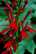 Bulk Red Cardinal Flower Seeds, Lobelia Cardinalis LO201C