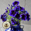 NEW! Blue Kew Salpiglossis, Painted Tongue, Salpiglossis Sinuata, SL2125