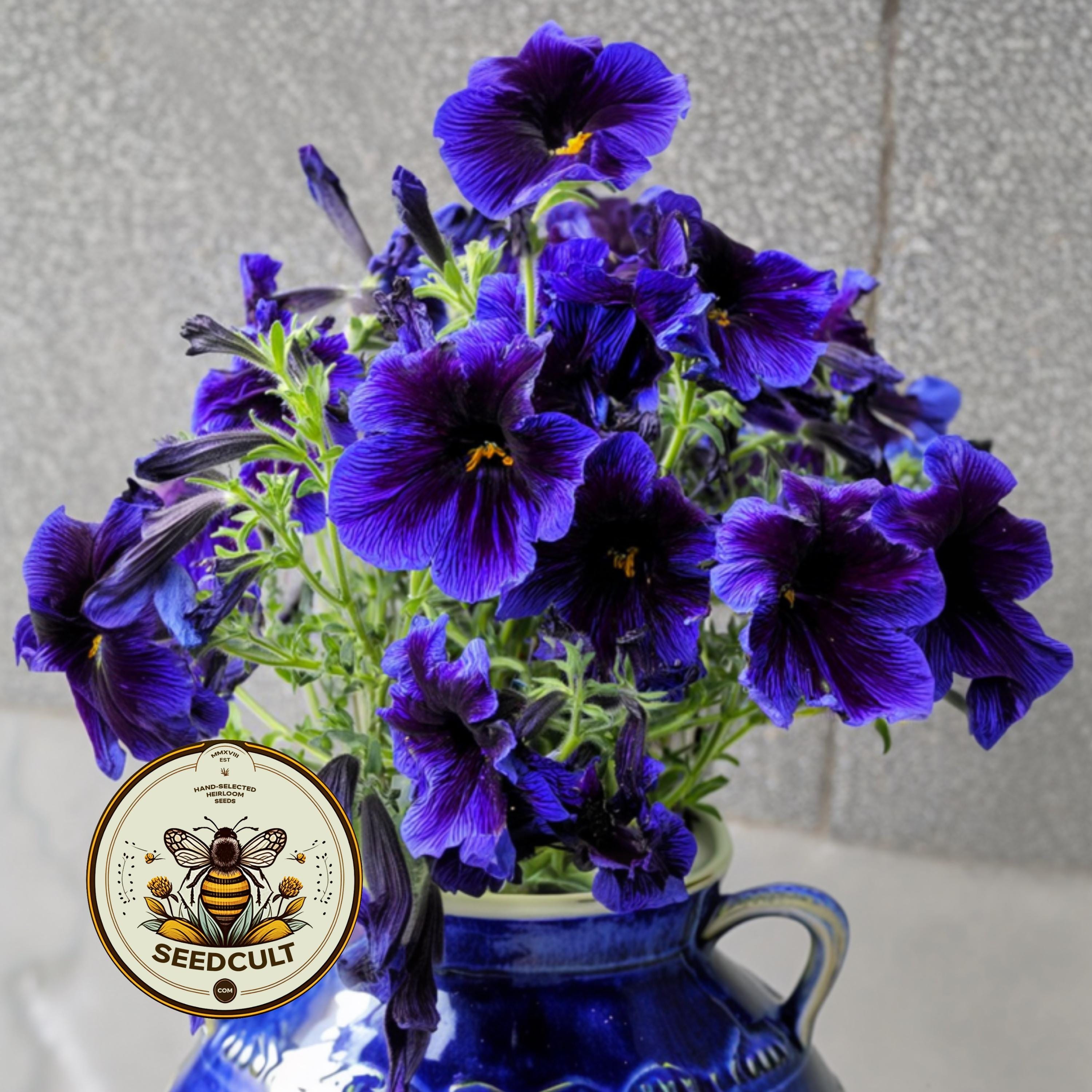 NEW! Blue Kew Salpiglossis, Painted Tongue, Salpiglossis Sinuata, SL2125