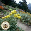 Yellow Sulfur Flower Seeds, Sulfur Buckwheat, Eriogonum Umbellatum, EG012C