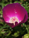 Wine Cup Flower Seeds, Perennial Purple Poppy Mallow, Callirhoe Involucrata, Fuschia Blooms CV0125