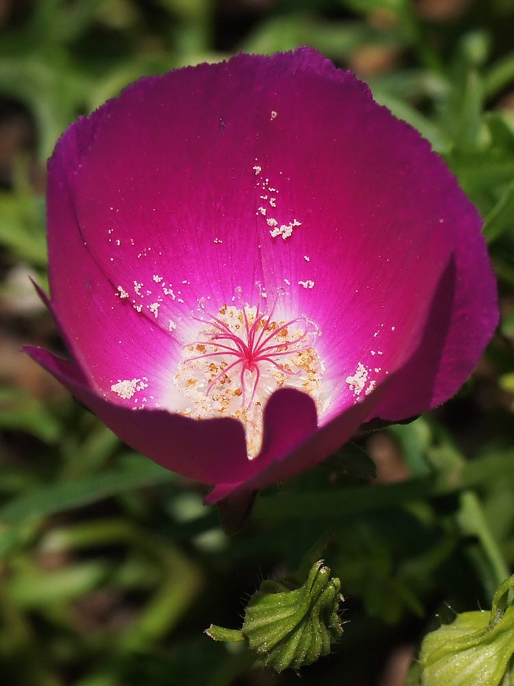 Wine Cup Flower Seeds, Perennial Purple Poppy Mallow, Callirhoe Involucrata, Fuschia Blooms CV0125
