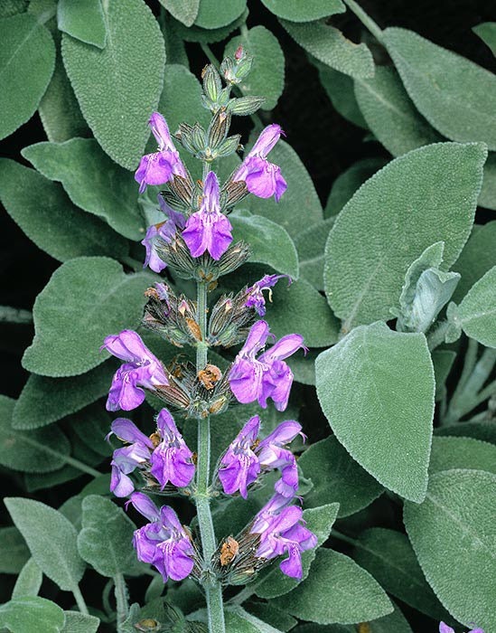 Organic Sage Seeds, Salvia Officinalis, Common, Culinary Herb Sage SA0530
