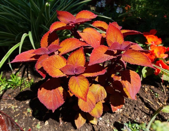 Sunset Coleus Seeds, Indoor Shade Plant, Wizard CC0920P