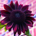 Chocolate Cherry Sunflower, Helianthus Annuum HA0425