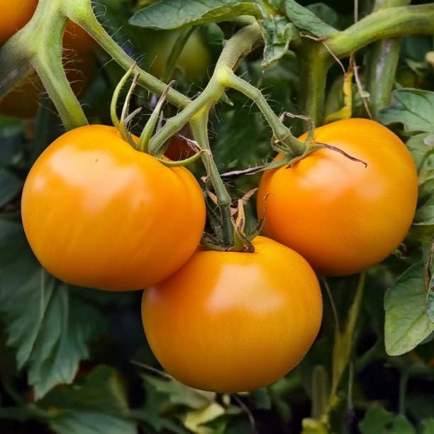 Jubilee Tomato Seeds, Heirloom Tomatoes, Solanum Lycopersicum LY4325