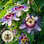 10 Tropical Purple Passion Flower Vine Seeds, Passiflora Edulis, PF0110