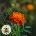 200 Bulk Nematode Control Marigold Seeds, Tagetes Patula TG472C