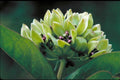 Green Milkweed Seeds, Spider Milkweed, Green Antelope Horn, Asclepias Viridis, Rare Wild Milkweed MW0120