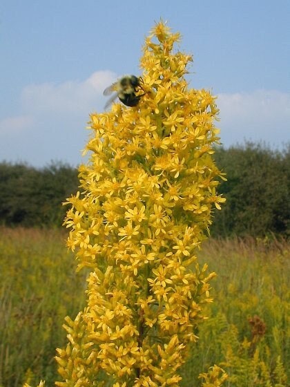 Bulk Showy Goldenrod Seeds, Solidago Speciosa SL011C