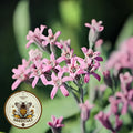 NEW! Pink Tweedia Milkweed Seeds, Tweedia Solanoides, Tropical, Butterfly, Oxypetalum Solanoides MW1110