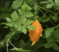 NEW! Bitter Gourd Seeds, Medicinal Orange Momordica charantia, Bitter Melon, MM0205