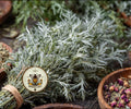 ORGANIC SWEET ANNIE ARTEMISIA