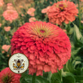 BENARYS GIANT CORAL ZINNIA