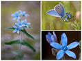 Blue Milkweed Seeds, Heavenly Blue Tweedia, Caerulea, Butterfly, Heavenborn, Oxypetalum caeruleum MW0210