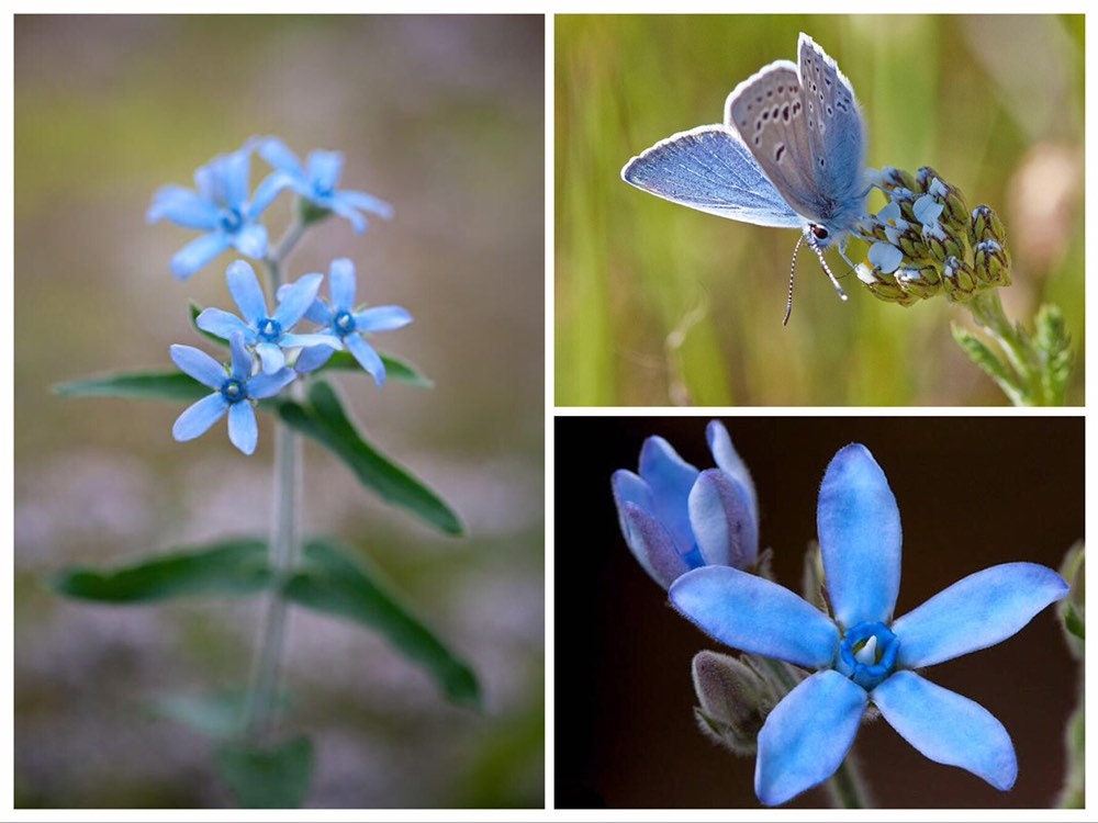 Blue Milkweed Seeds, Heavenly Blue Tweedia, Caerulea, Butterfly, Heavenborn, Oxypetalum caeruleum MW0210