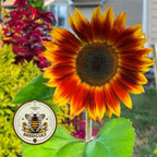 5 Sunfinity Yellow Red Bicolor Sunflower Seeds, Continuous Blooms, Branching Sunflower, HA2705