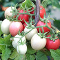 Organic Thai Pink Egg Tomato Seeds, Solanum Lycopersicum LY1120