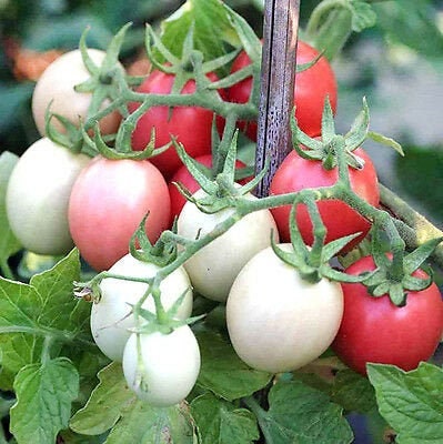 Organic Thai Pink Egg Tomato Seeds, Solanum Lycopersicum LY1120