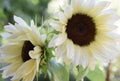 White Nite Sunflower, Pro-Cut, Helianthus Annuum HA2020