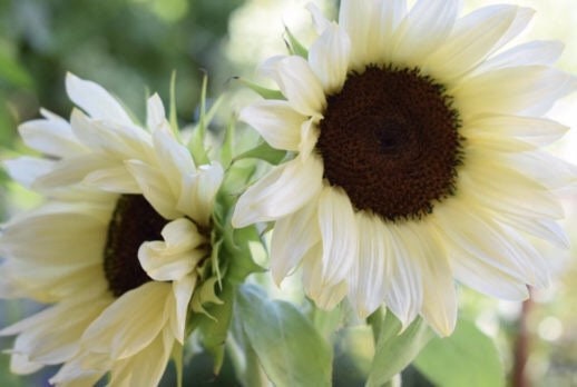 White Nite Sunflower, Pro-Cut, Helianthus Annuum HA2020