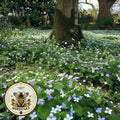 NEW! Native Freckles Violet Ground Cover Seeds, Perennial, Viola Sororia VL2910R