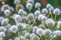 50 Native American Rattlesnake Master Seeds, Eryngium Yuccifolium, Sea Holly, Thistle ER0450