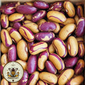 NEW! Tiger Eye Bean Seeds, Phaseolus Vulgaris, PV1025