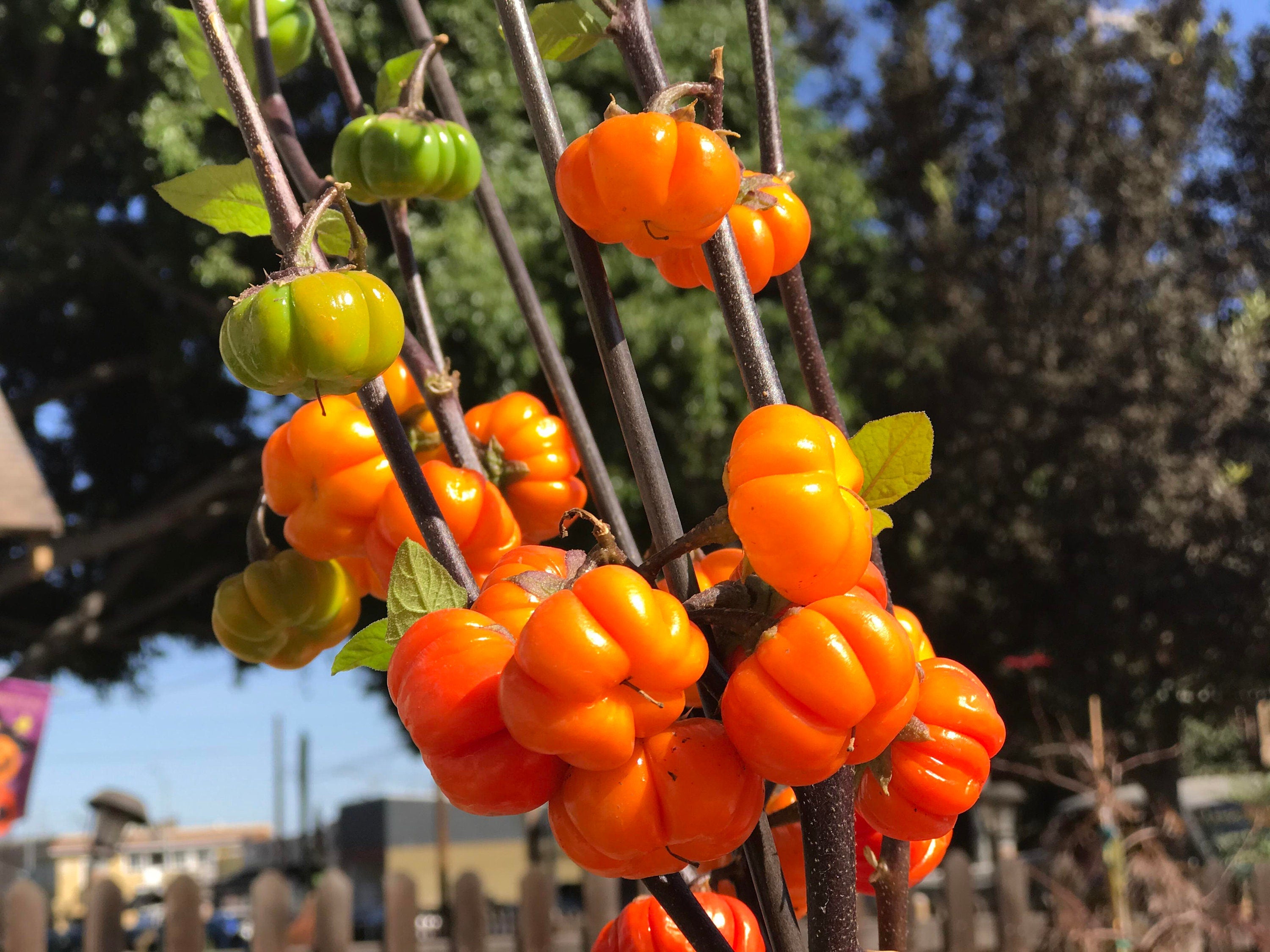 Pumpkin On A Stick Seeds, Ornamental Eggplant, Solanum Aethiopicum SM0615