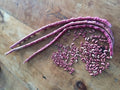 Mosaic Yard Long Beans, Vigna unguiculata, Asparagus Bean VI0520