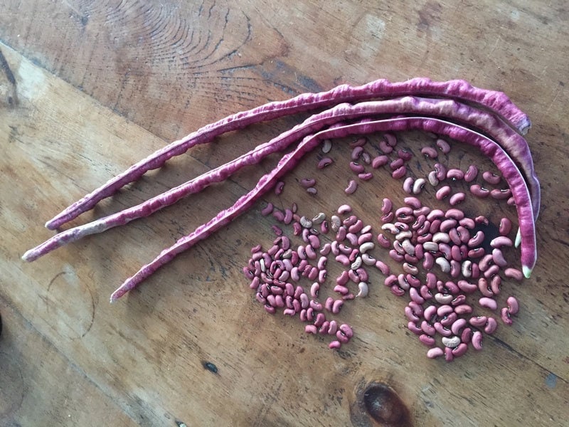 Mosaic Yard Long Beans, Vigna unguiculata, Asparagus Bean VI0520