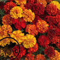 Fireball Marigold Seeds, Color Changing! Tagetes Patula TG4620