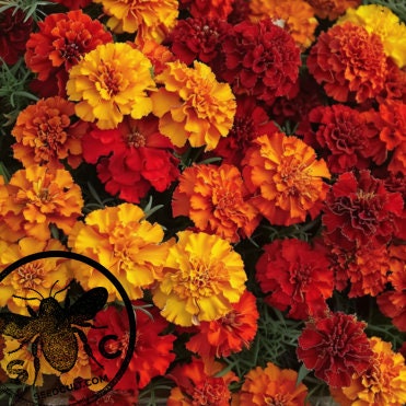 Fireball Marigold Seeds, Color Changing! Tagetes Patula TG4620