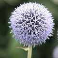 Rare Star Frost Globe Thistle Seeds, Echinops Ritro, White Silver EC4120