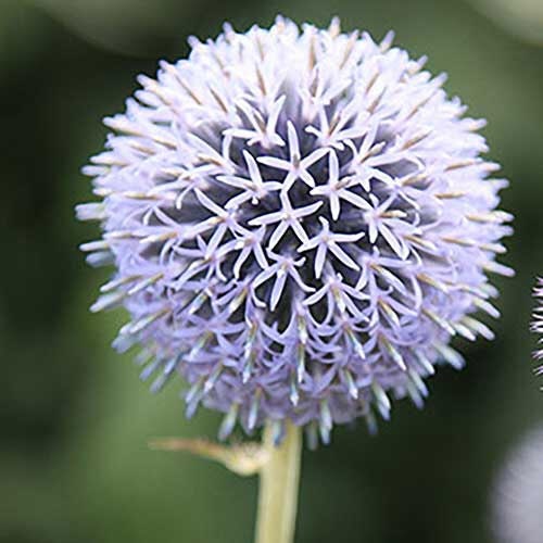 Rare Star Frost Globe Thistle Seeds, Echinops Ritro, White Silver EC4120